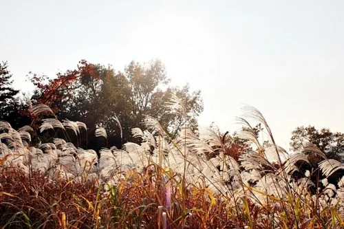 가을정취 볼거리 다양한 팔달산 둘레길_4