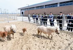 경기도 말 복지 휴양목장 개소식