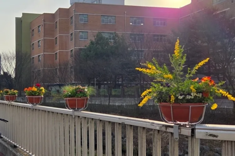 수원시 장안구, 도심 속 봄 정취 더하는 “장안구 봄빛꽃길 조성 프로젝트” 시작