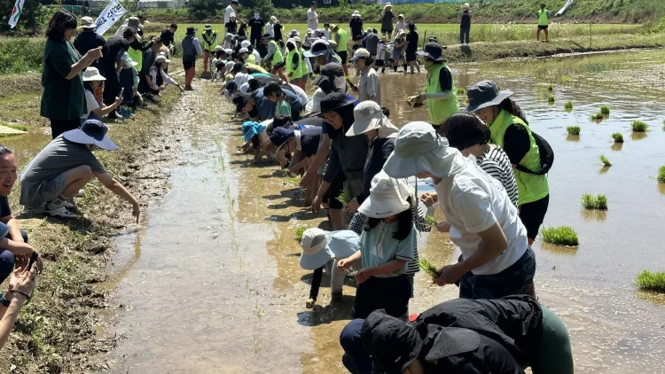 논에서 배우는 생태감수성…수원시 칠보 생태환경체험교육관,  친환경 개구리논 모내기·둠벙체험 개최