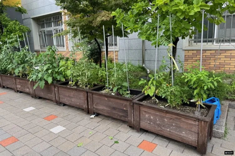 수원시 장안구, 초등학교 대상 새싹텃밭 조성 지원