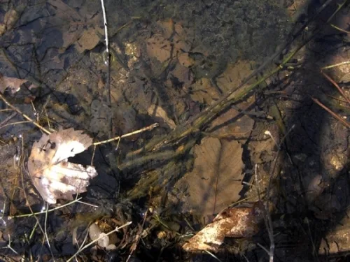 교사와 학생의 도롱뇽·개구리 사랑이야기_3