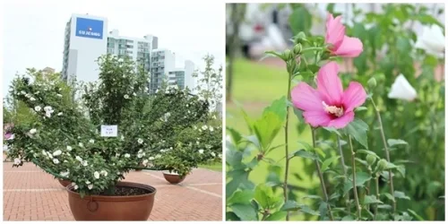 수원 청소년문화공원으로 무궁화 보러오세요 _3