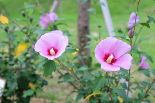 수원 청소년문화공원으로 무궁화 보러오세요 _1