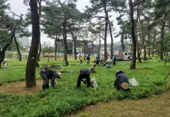 수원시 장안구, 노송공원 맥문동 군락지 친환경 수작업 제초 완료