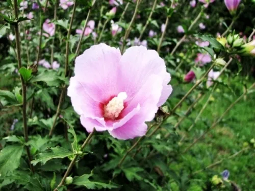 윤봉길 의사를 '테러리스트'라고 하는 사람들_3