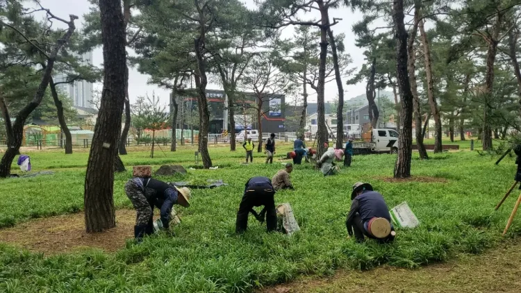 수원시 장안구, 노송공원 맥문동 군락지 친환경 수작업 제초 완료