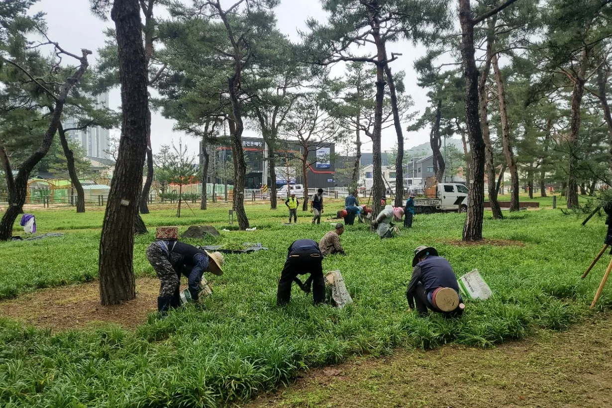수원시 장안구, 노송공원 맥문동 군락지 친환경 수작업 제초 완료